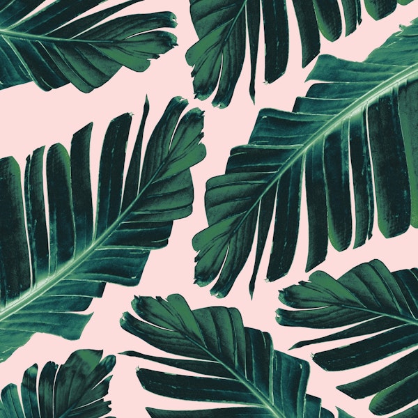 Tropical Blush Banana Leaves 1