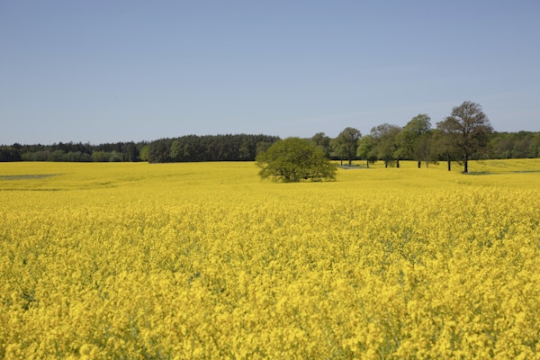 Yellow Flowers Rapeseed Fields