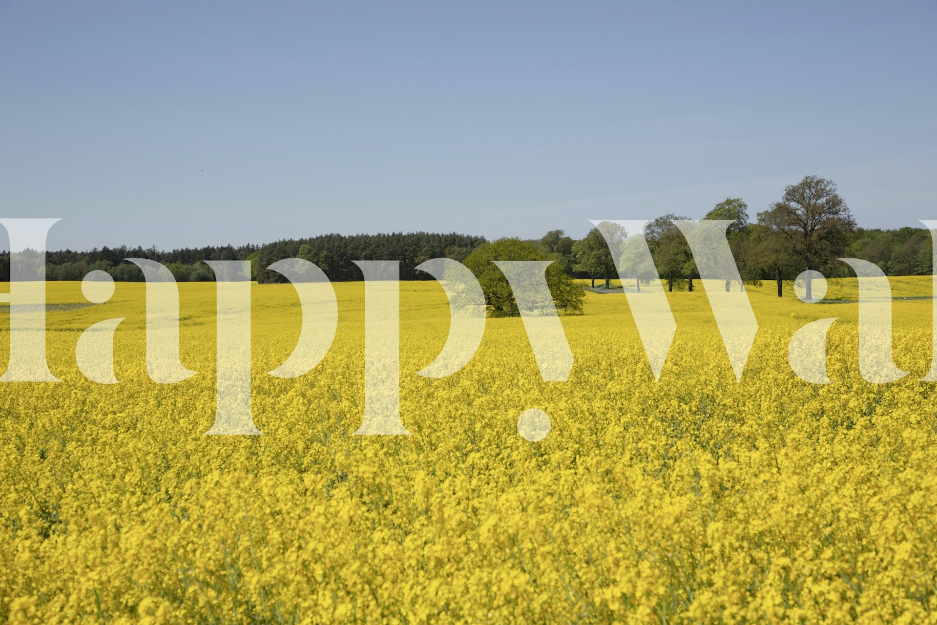 Papel de parede Yellow Flowers Rapeseed Fields em um quarto