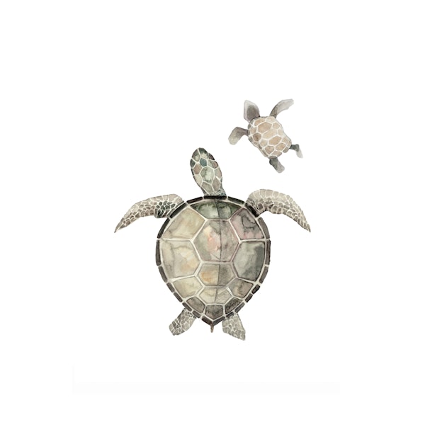 Sea Life - Turtle with Baby
