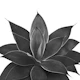 Black Agave 1