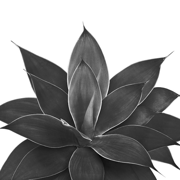 Black Agave 1