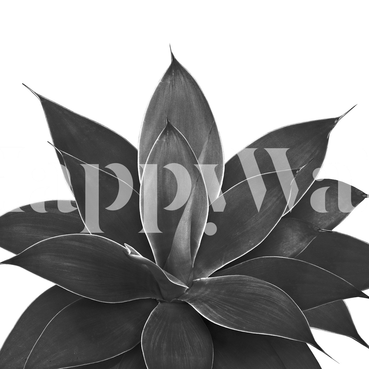 Design della carta da parati Black Agave in una stanza