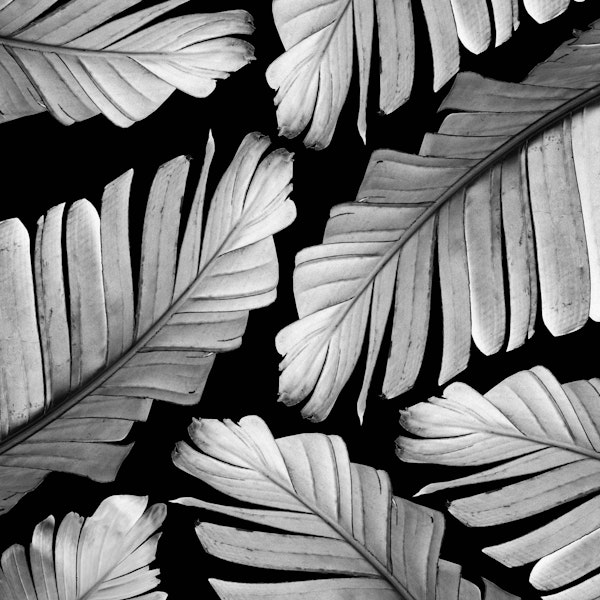 Tropical Gray White Banana 1