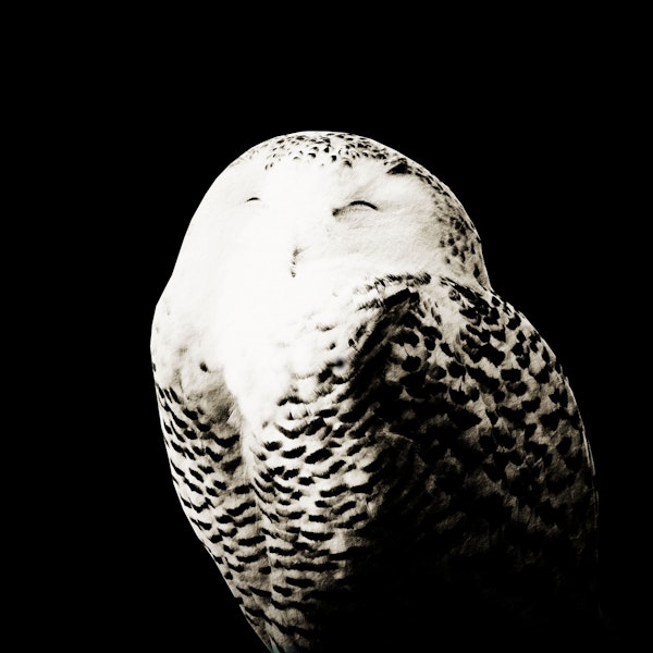 Snow Owl 1