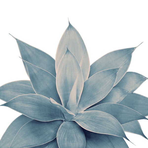 Blush Blue Agave 1