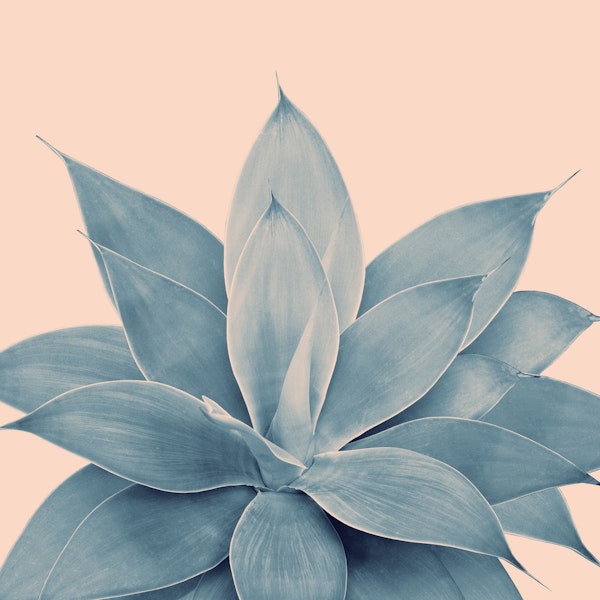 Blush Agave 3