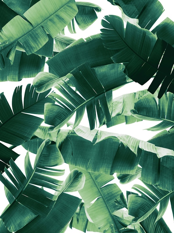 Banana Leaves Summer Jungle 1