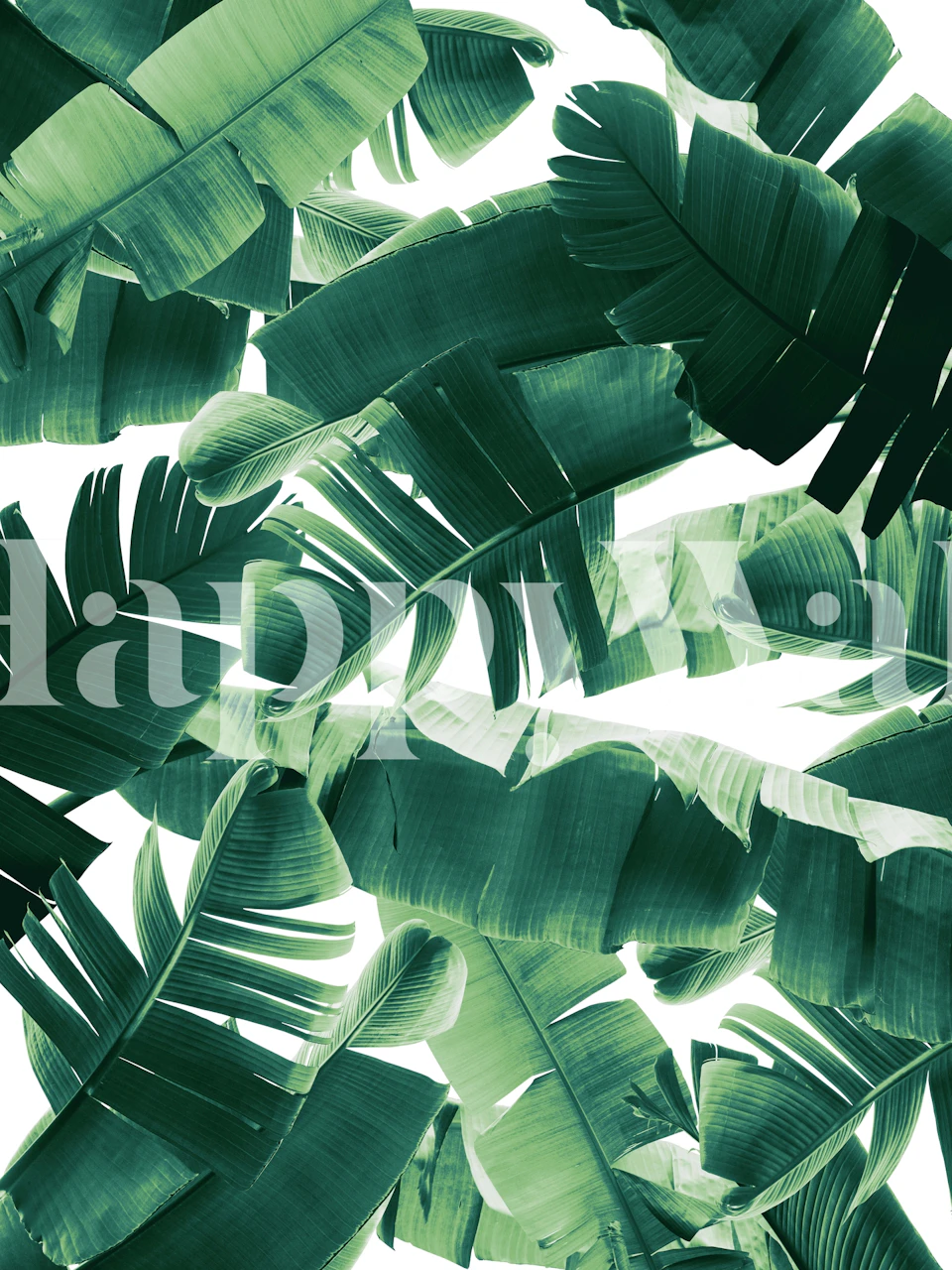 Tropical banana leaves in various shades of green wallpaper