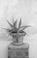 Agave Dream in Athens 2 wallpaper