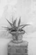 Agave Dream in Athens 2