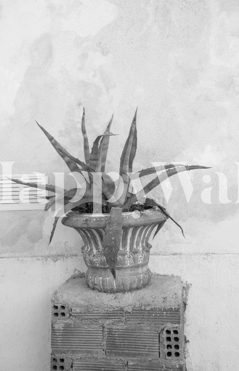 Succulent plant in a pot against a textured wall, black and white wallpaper