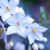 Jasmine Nightshade Flowers 3 wallpaper