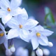 Jasmine Nightshade Flowers 3