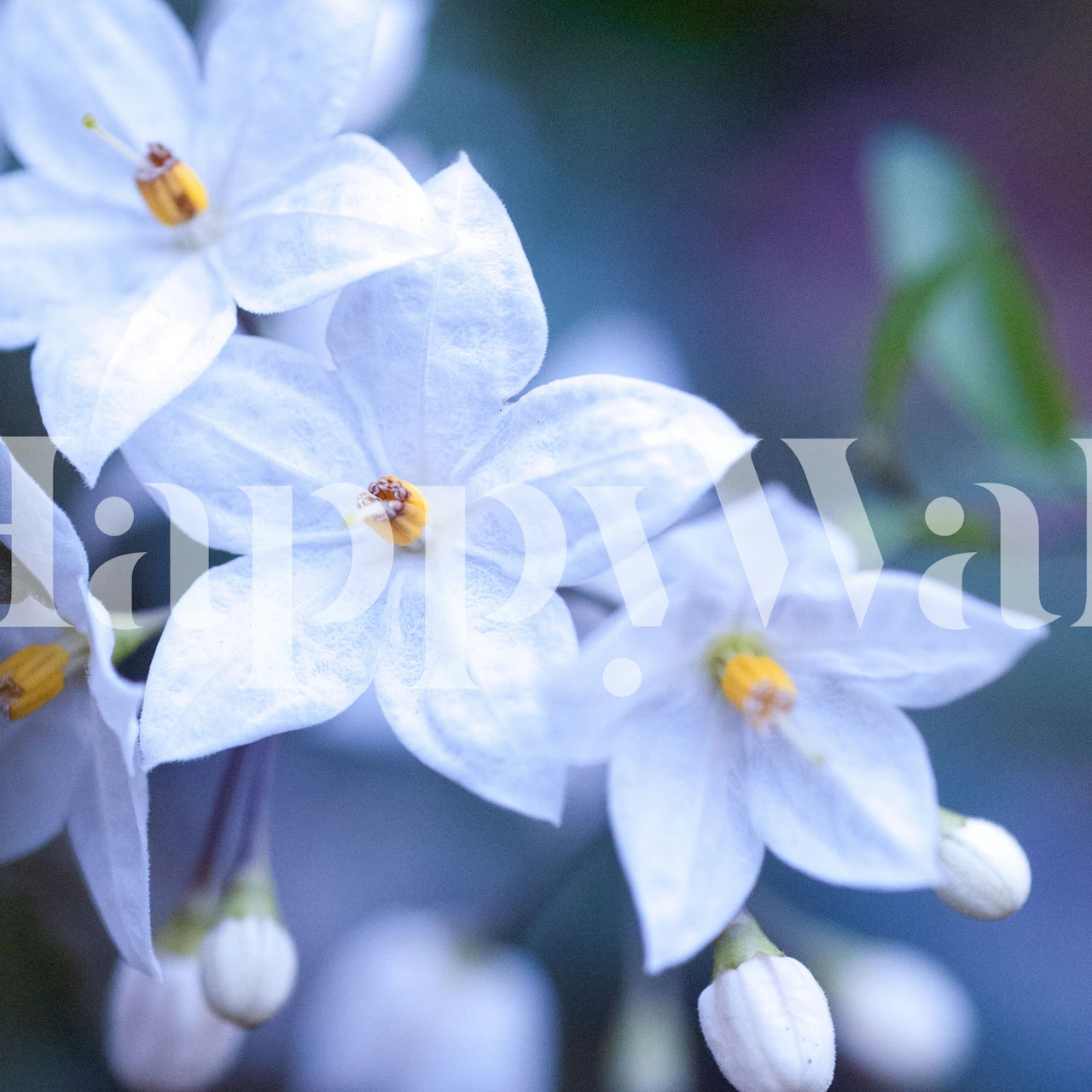 Jasmine Nightshade Flowers wallpaper in a room
