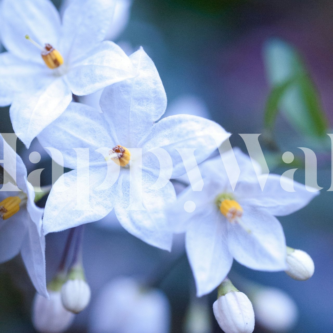 Jasmine Nightshade Flowers tapet i ett rum