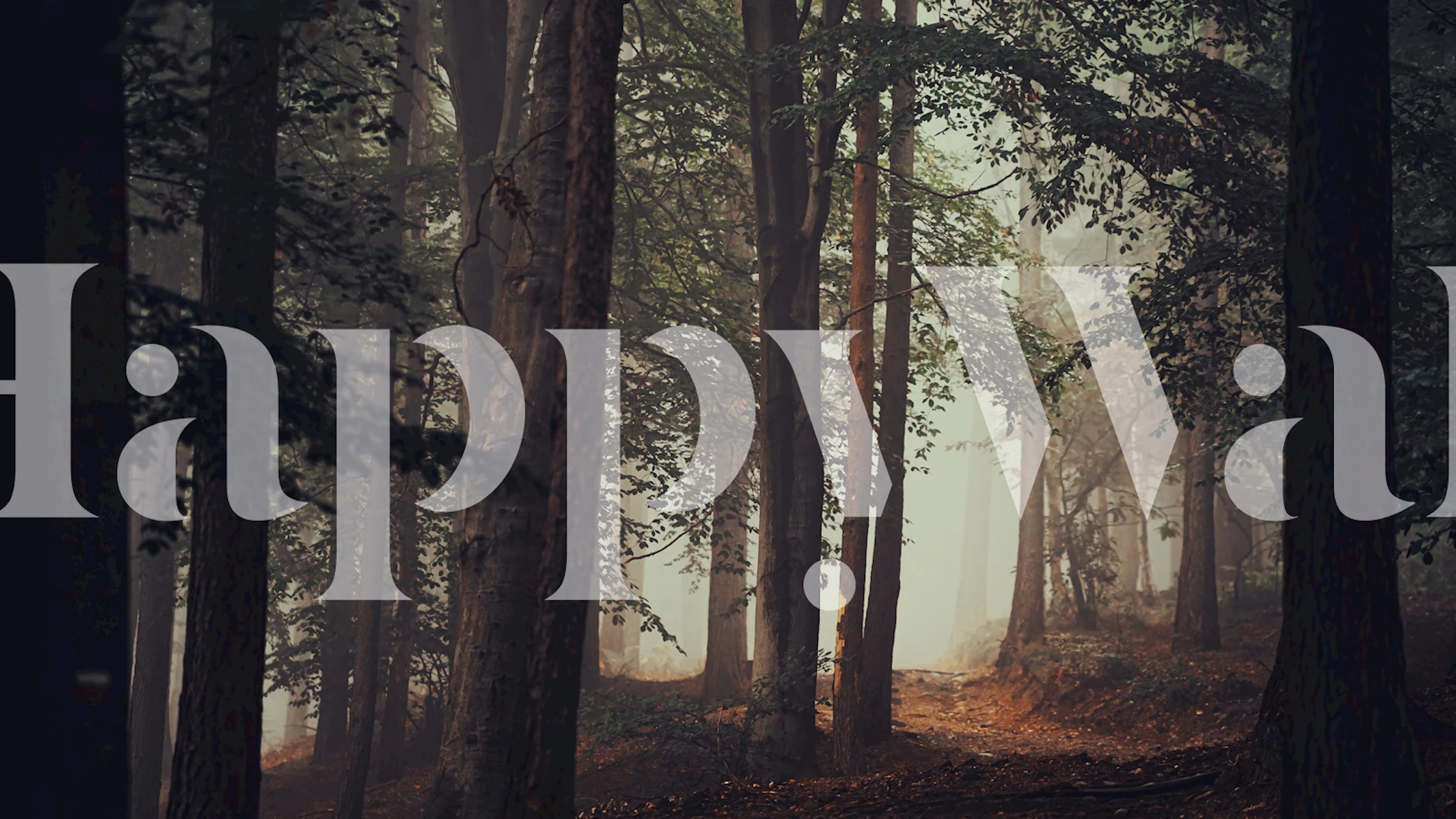 Dense forest with fog, green trees, nature wallpaper