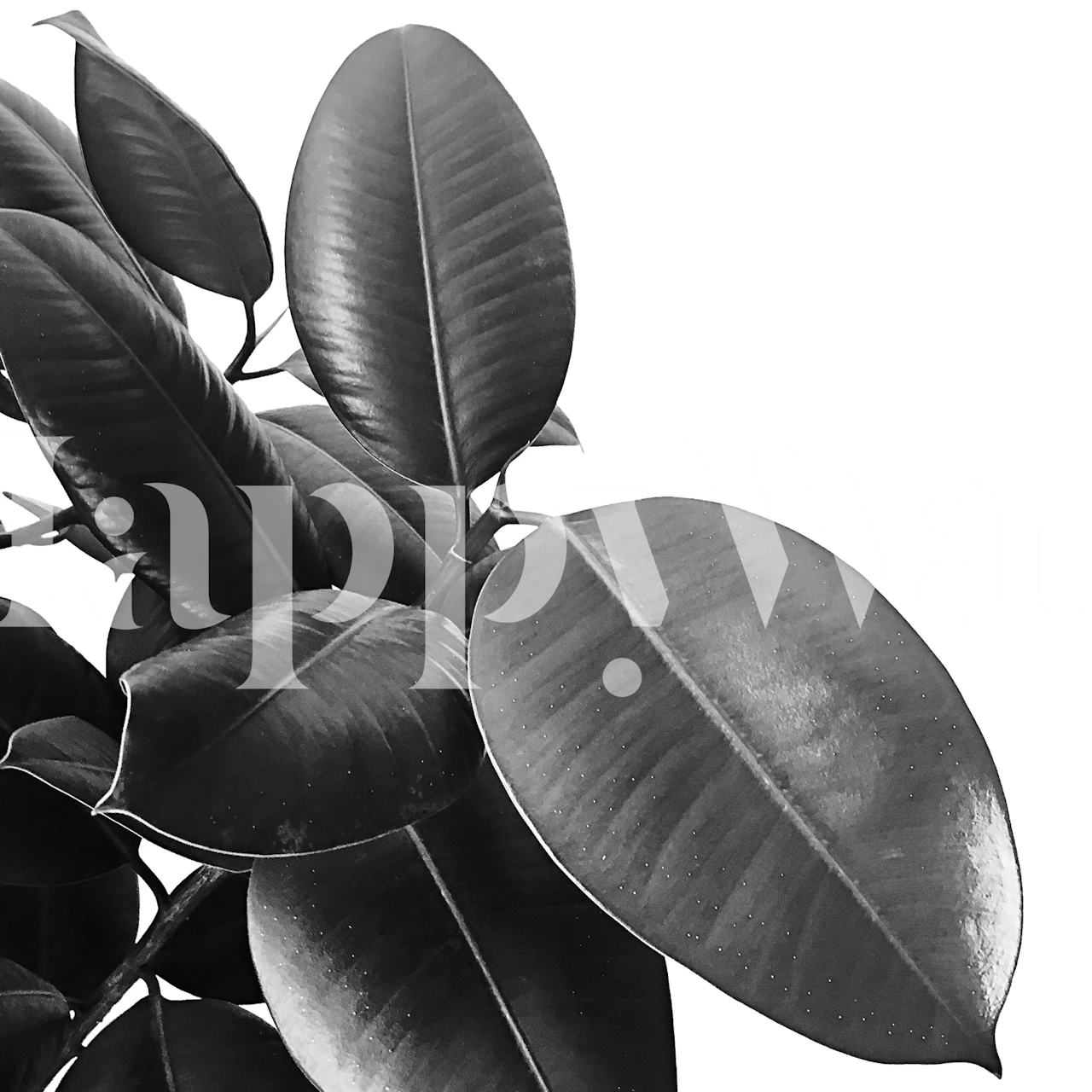 Ficus Elastica wallpaper in a stylish room