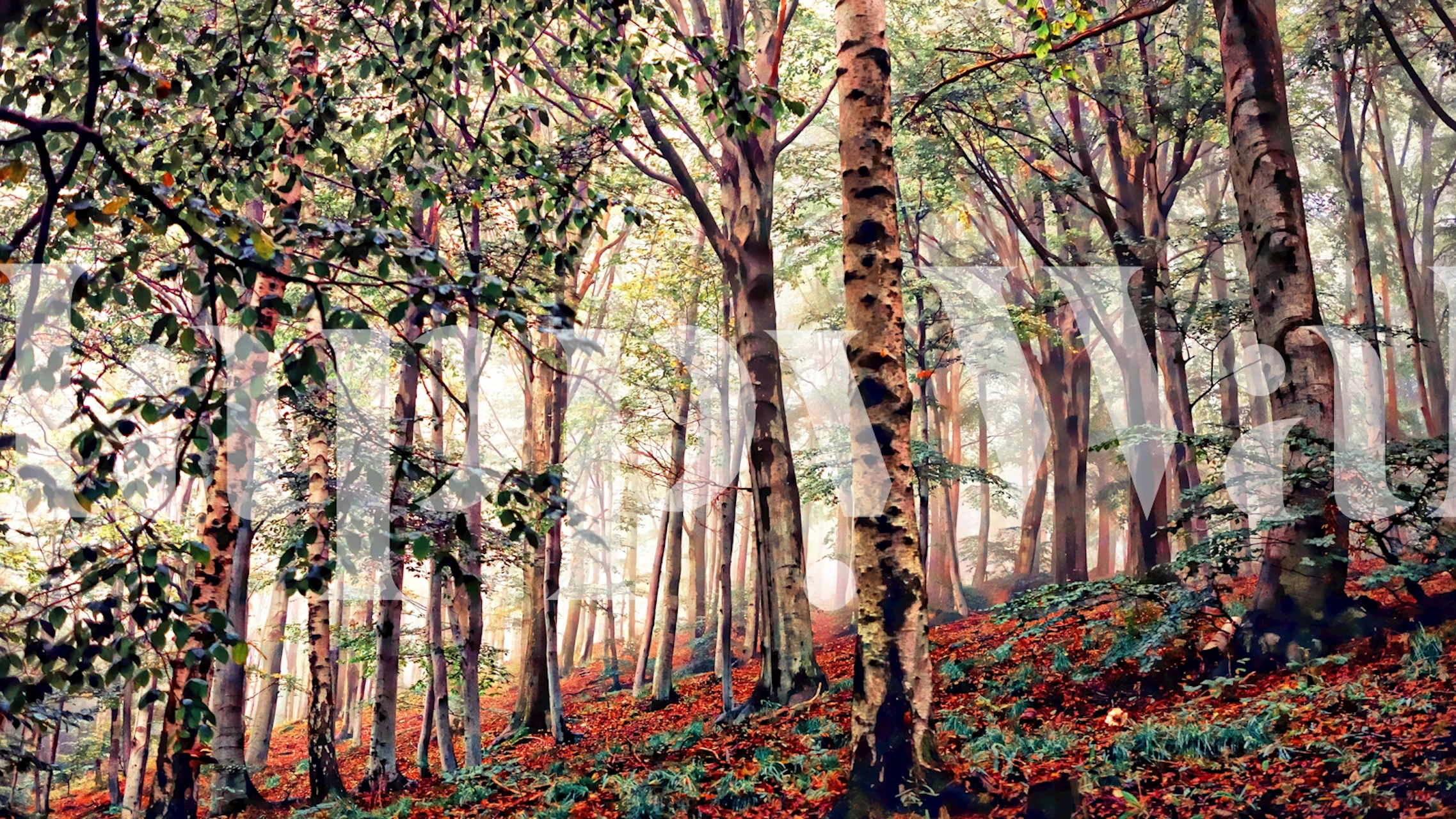 Tapeta Birch Forest Beauty u udobnoj sobi