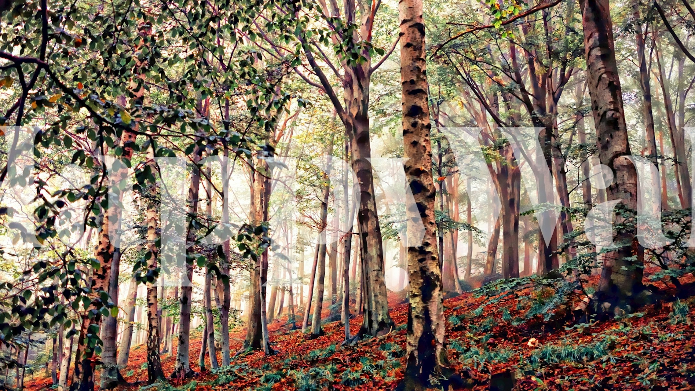 Birch trees in a lush green forest with autumn leaves wallpaper