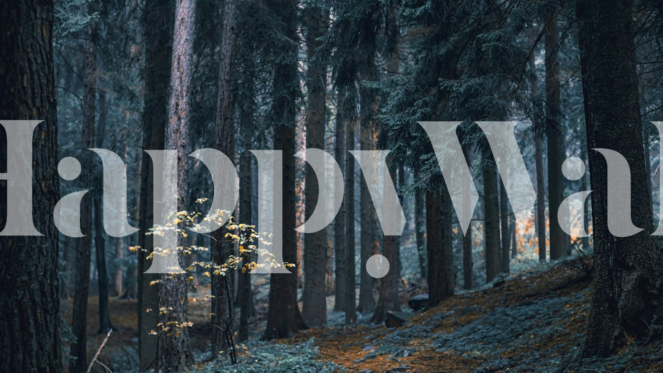 Moonlight Forest wallpaper in a room