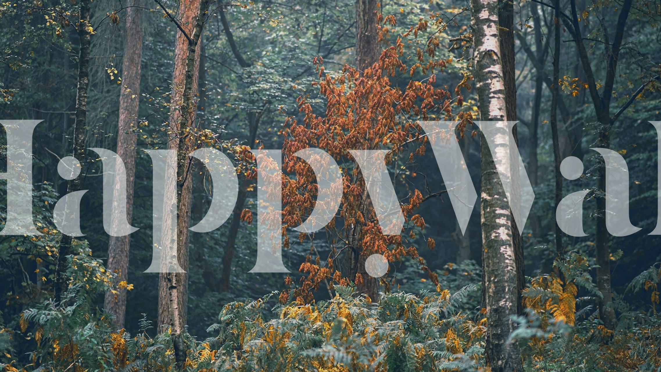 Forest scenery with green foliage and orange accents wallpaper