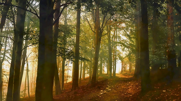 Forest Paths