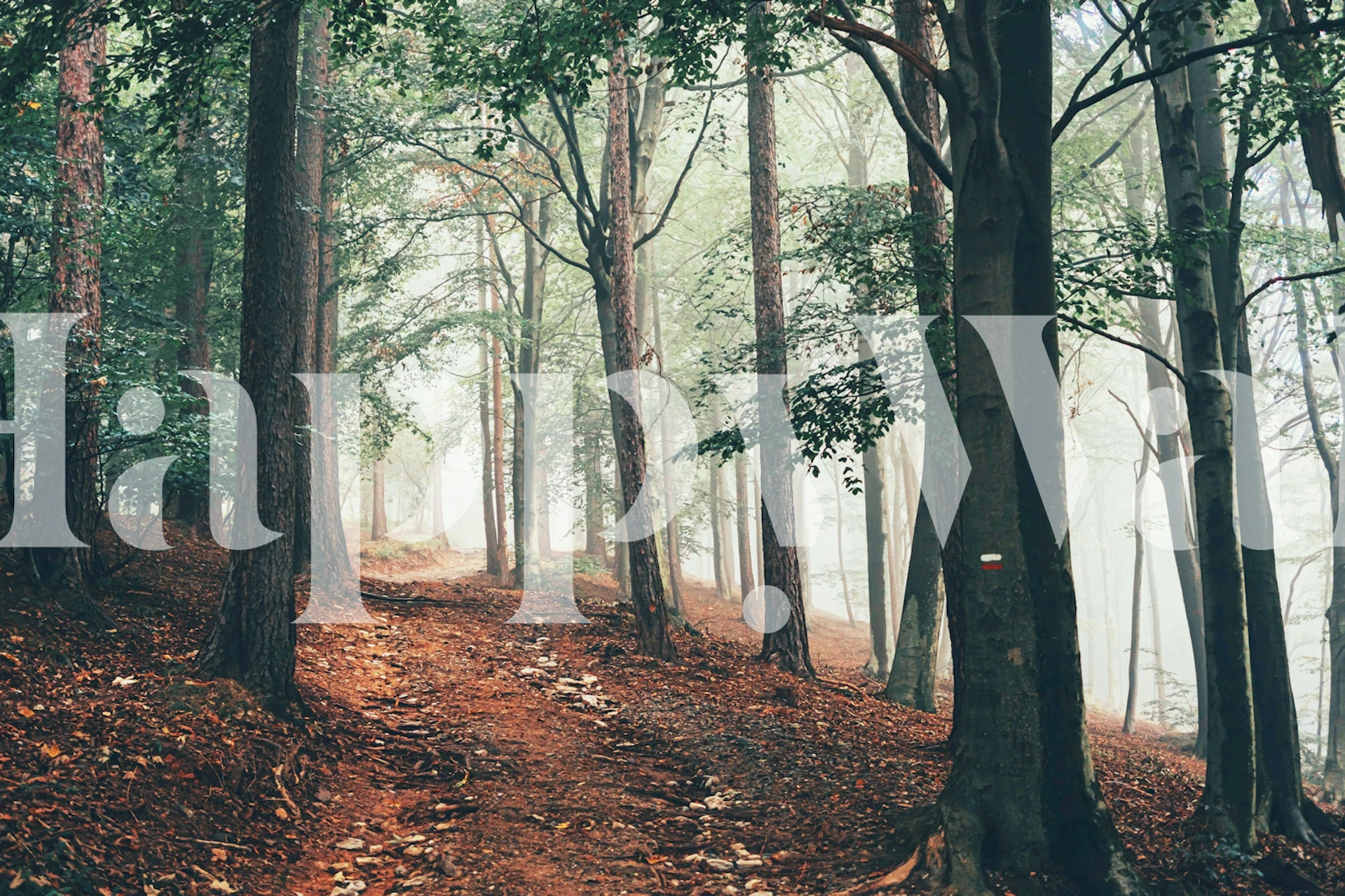 Dense forest path with misty trees and earthy colors wallpaper