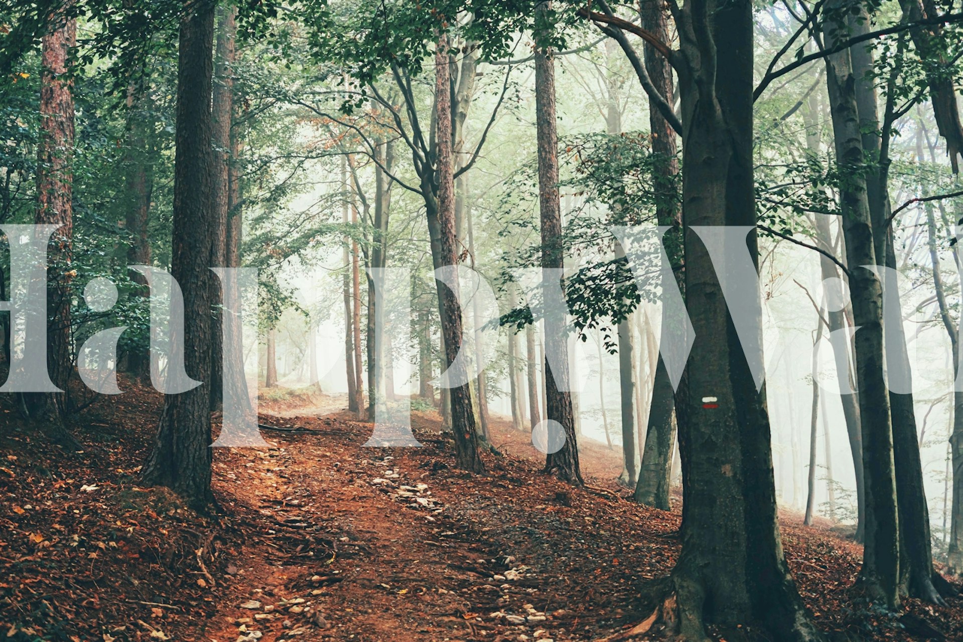Ruhiges Waldnebel-Wandbild mit einer dunstigen Waldszene