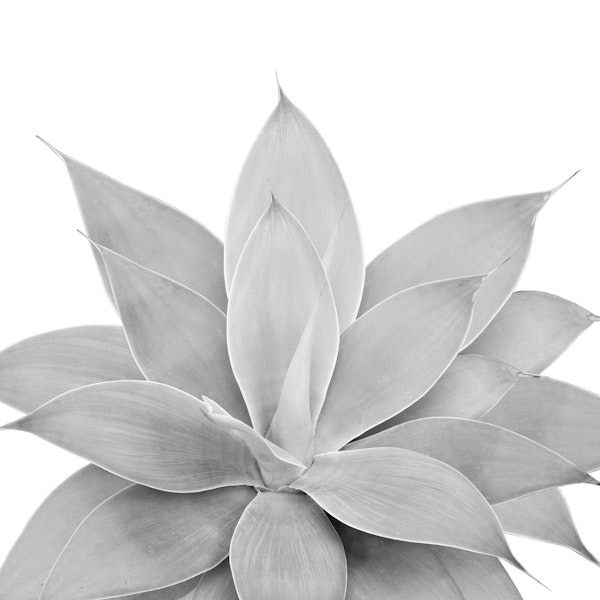 Gray Agave 1