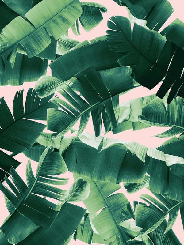 Banana Leaves Summer Jungle 2