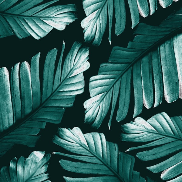 Tropical Banana Leaves 2a