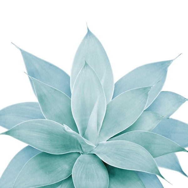 Green Agave 1 a