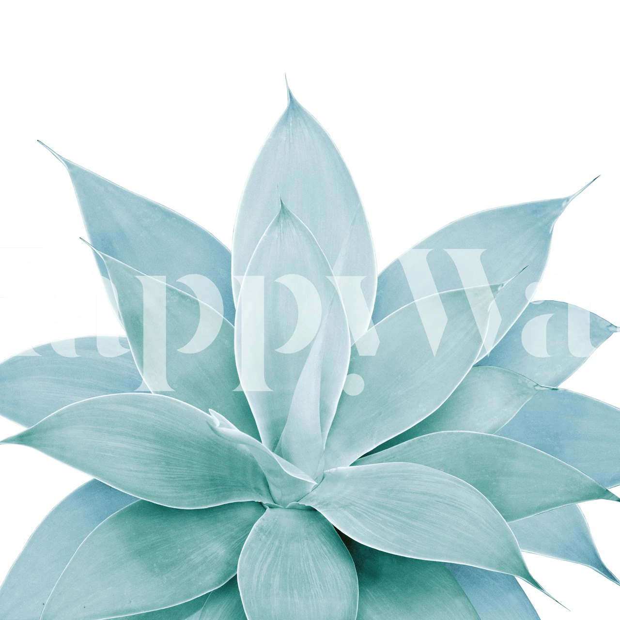 Agave plant leaves green wallpaper
