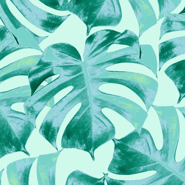 Tropical Monstera Leaves 4