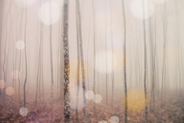 Mystic Forest Trees