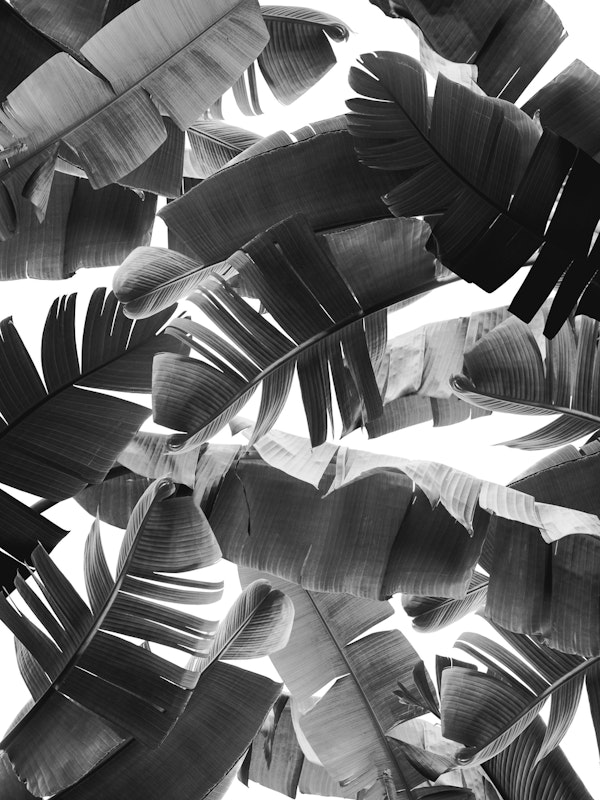 Banana Leaves Summer Jungle 3