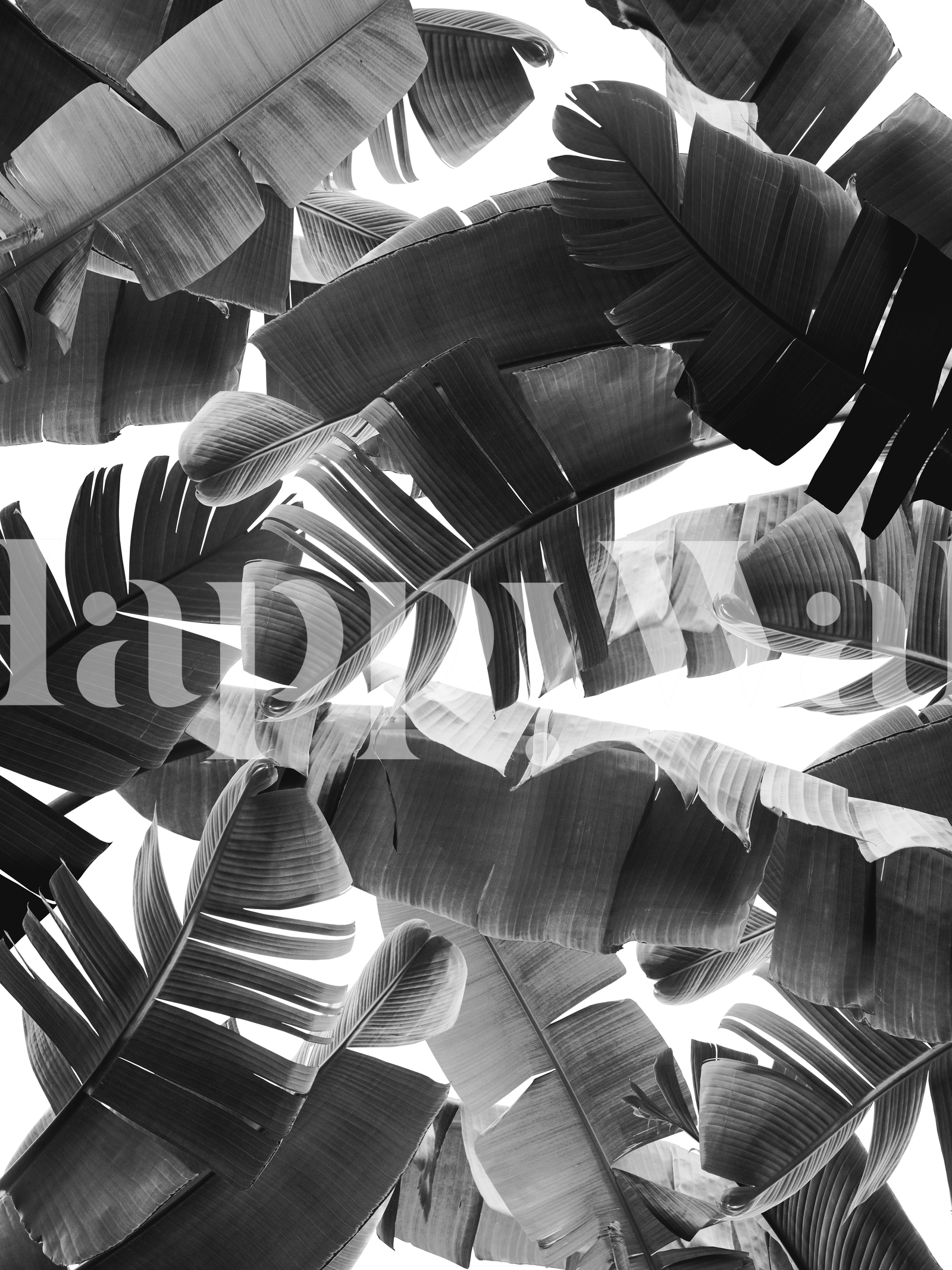 Banana Leaves Summer Jungle 3 Wallpaper Happywall