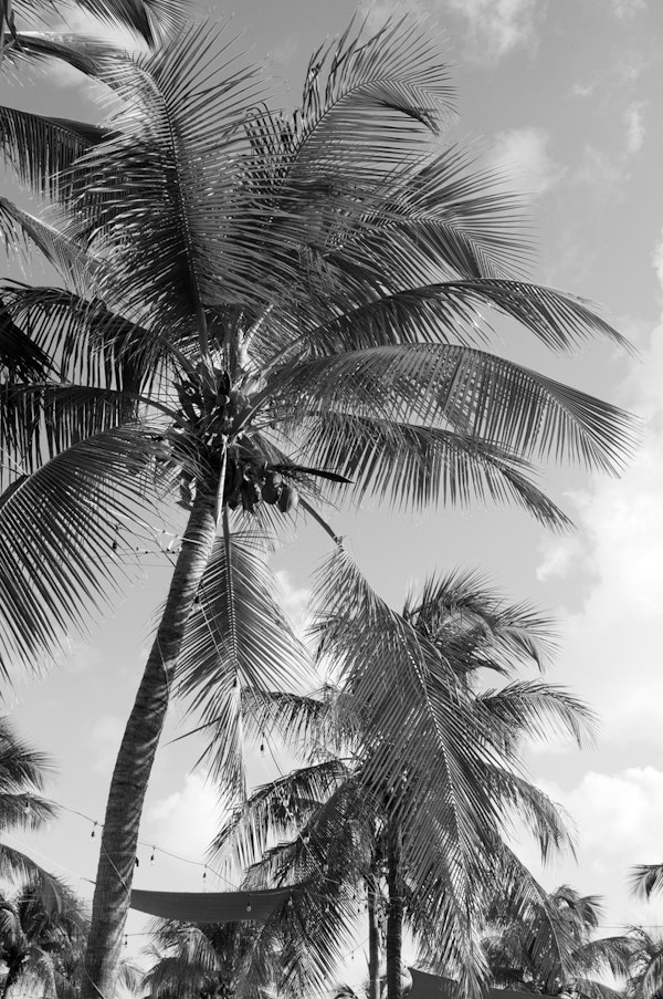 Caribbean Palm Trees Dream 1