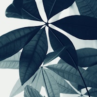 Pachira Aquatica 4 tapete