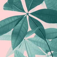 Pachira Aquatica 5 tapete