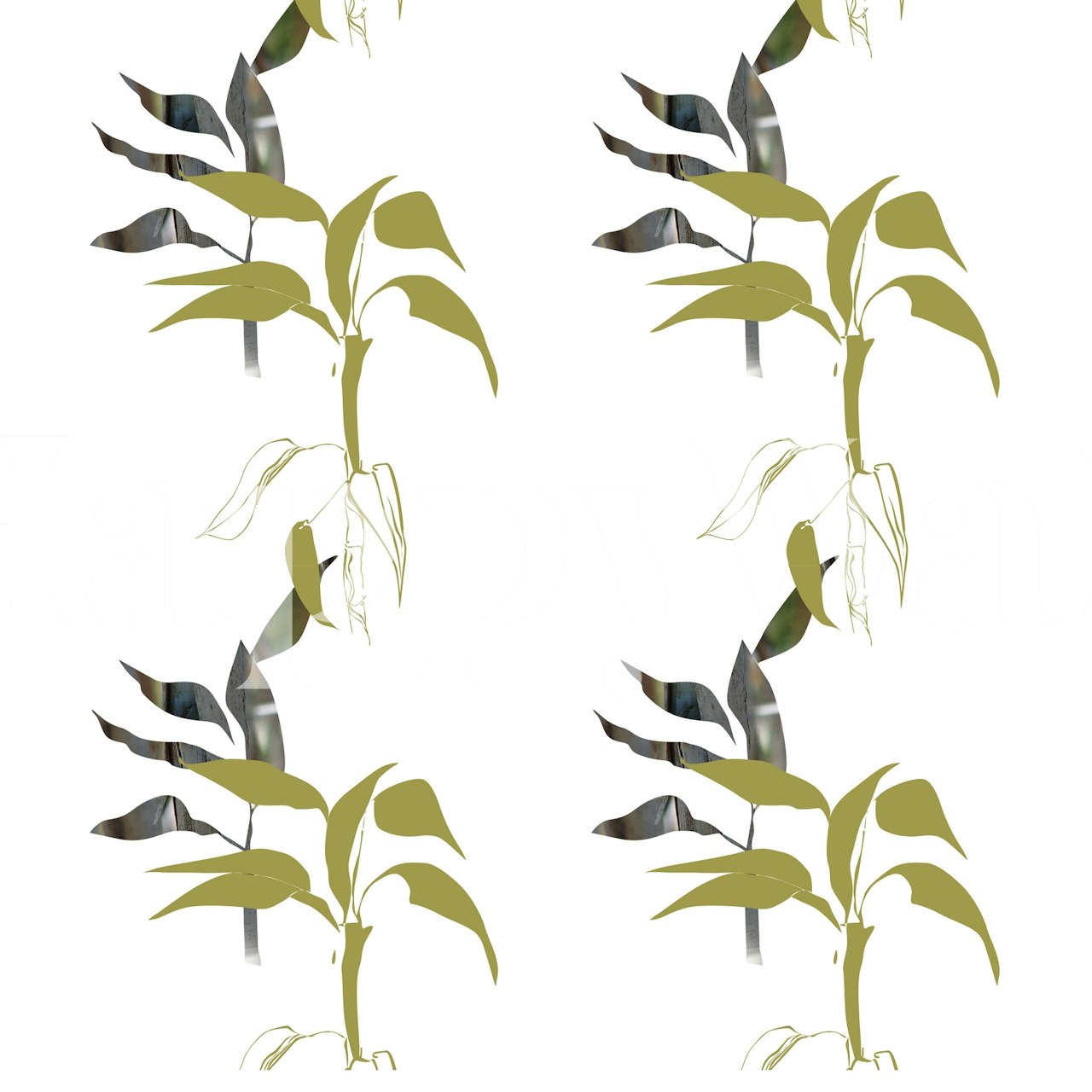 Lucky bamboo wallpaper in a room