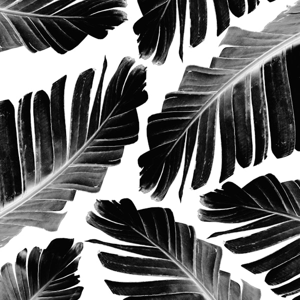 Tropical Black Banana 1