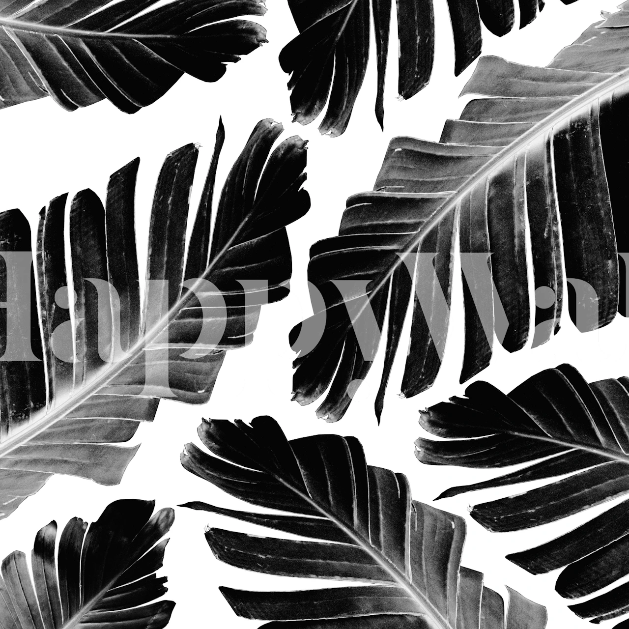 Black banana leaves on a white background, tropical wallpaper