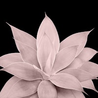 Blush Agave on Black 1 ταπετσαρία