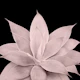 Blush Agave on Black 1