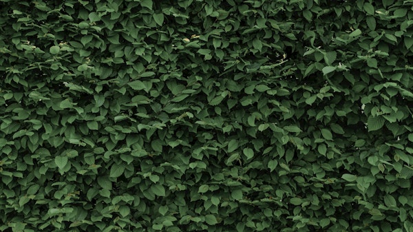 Forest Leaves Garden