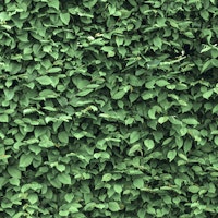 Spring Leaves papiers peint