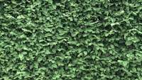 Spring Leaves wallpaper