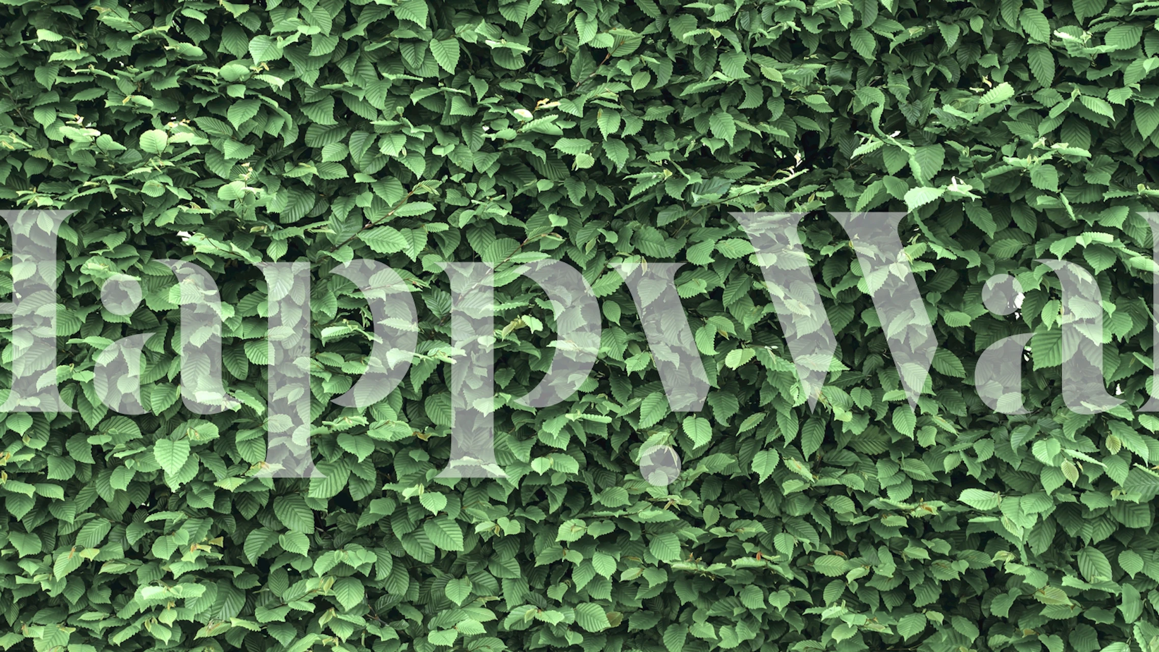 Dense green leaves on a natural backdrop wallpaper